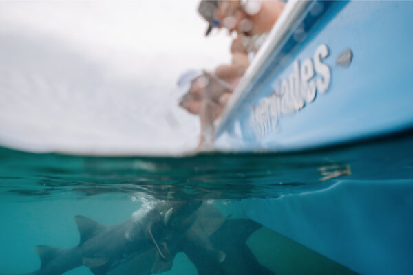 JJS00302_2657 An underwater view of sharks swimming near an Everglades boat with people observing from above