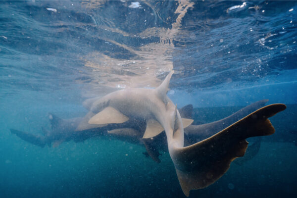 JJS00365_535 Underwater view of nurse sharks swimming together near the surface in clear blue water
