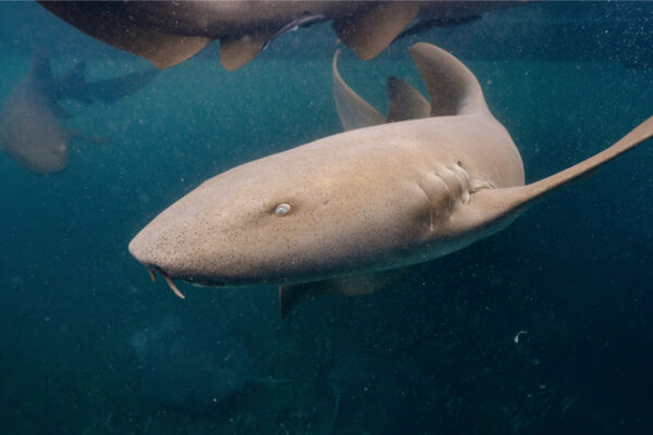 JJS00425_4725 Close up underwater view of a nurse shark swimming with other sharks in the background