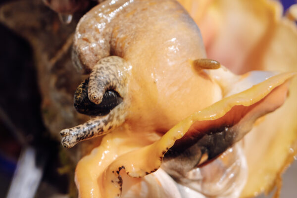 JJS07293_5607 Close up of a conch emerging from its shell showing its eyes and soft body