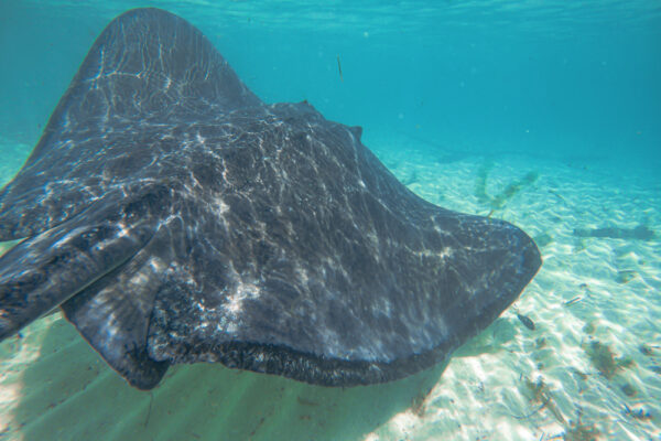 UW8101_6034 Underwater view of a large stingray swimming near the sandy ocean floor in clear turquoise water