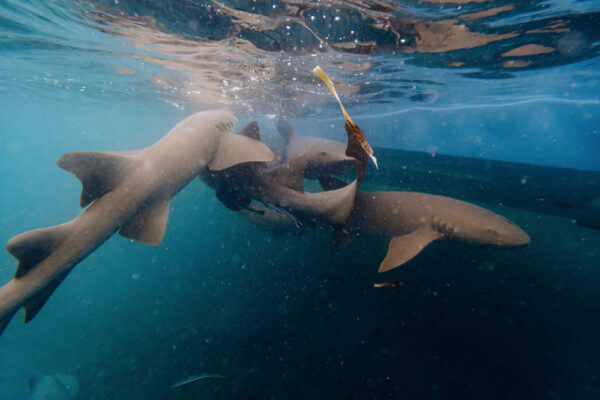 UW8126_639 Four shark swimming under water next to a boat
