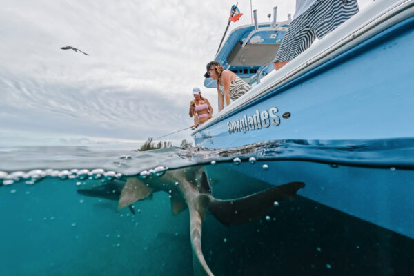 UW8131_2346 Everglades fishing boat with people catching shark