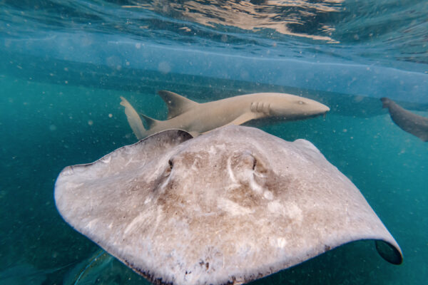 UW8138_3791 Shark and stingray underwater next to a boat