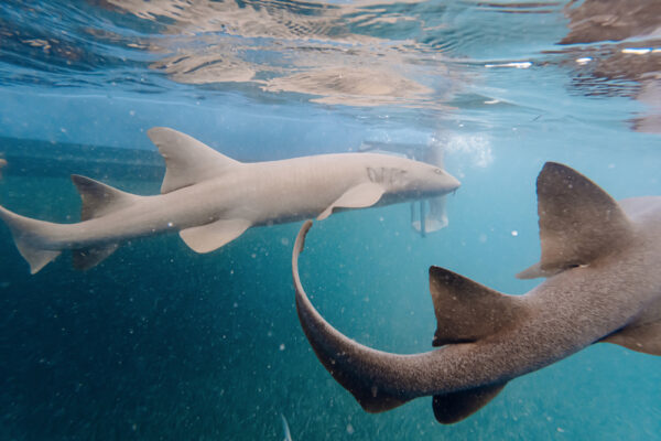UW8139_6691 Underwater view of two nurse sharks swimming in clear blue water